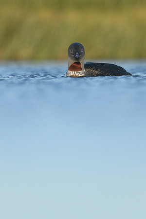 Red-Throated diver, Floi Bird Reserve, June 2019