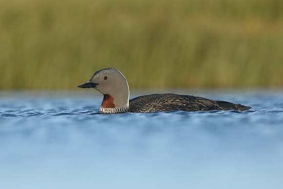 Red-Throated diver, Floi Bird Reserve, June 2019