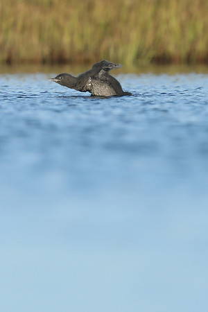 Red-Throated diver, Floi Bird Reserve, June 2019