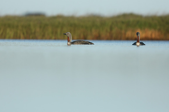 Red-Throated diver, Floi Bird Reserve, June 2019