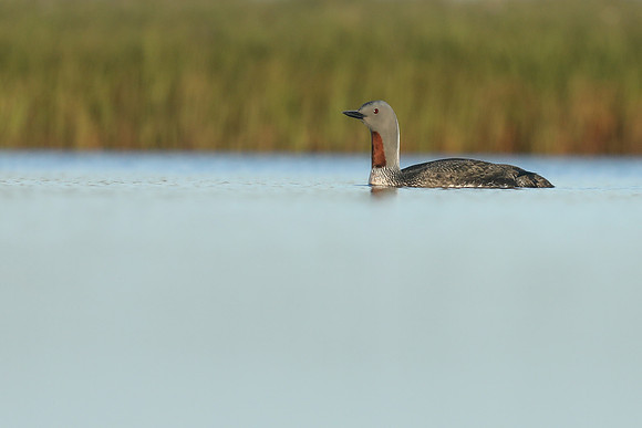 Red-Throated diver, Floi Bird Reserve, June 2019
