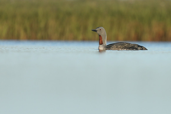 Red-Throated diver, Floi Bird Reserve, June 2019