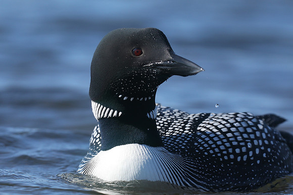 Great northern Diver, Iceland, June 2019