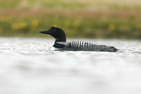 Great northern Diver, Iceland, June 2019