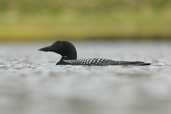 Great northern Diver, Iceland, June 2019