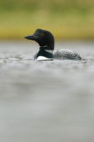 Great northern Diver, Iceland, June 2019