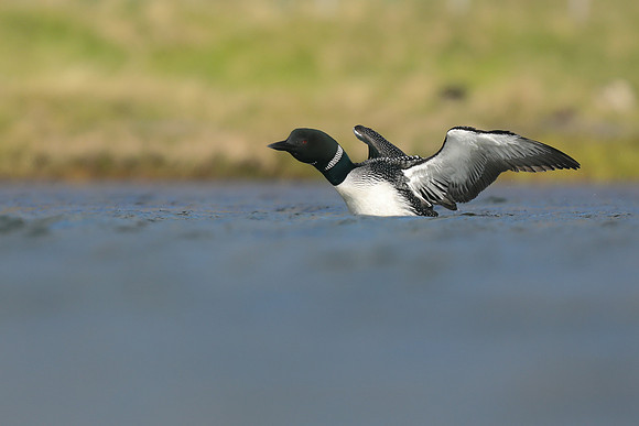 Great northern Diver, Iceland, June 2019