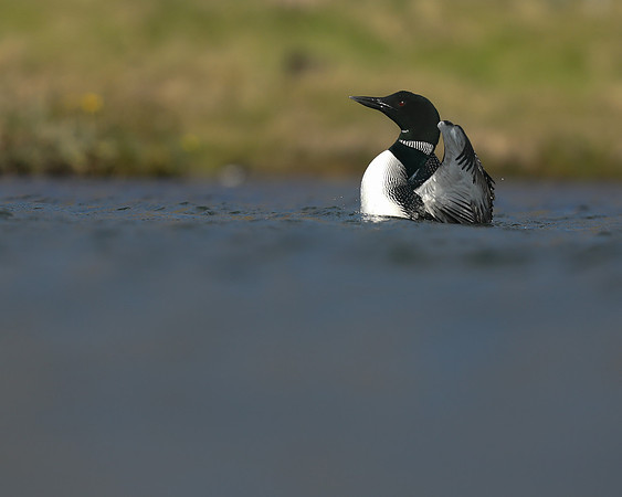 Great northern Diver, Iceland, June 2019