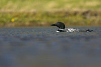 Great northern Diver, Iceland, June 2019