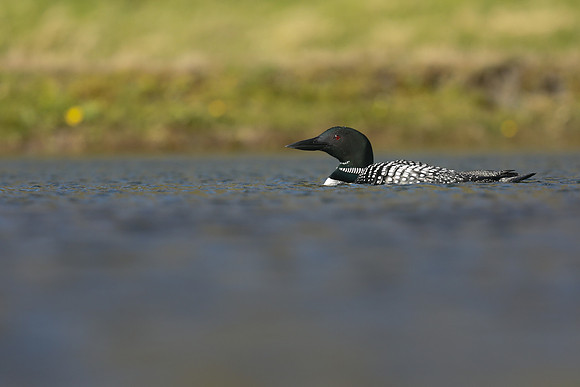 Great northern Diver, Iceland, June 2019
