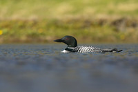 Great northern Diver, Iceland, June 2019