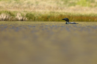 Great northern Diver, Iceland, June 2019