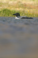Great northern Diver, Iceland, June 2019