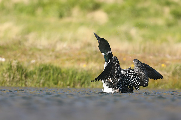Great northern Diver, Iceland, June 2019