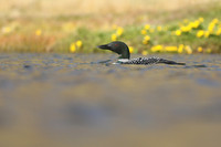 Great northern Diver, Iceland, June 2019