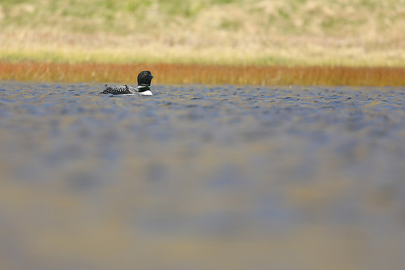 Great northern Diver, Iceland, June 2019