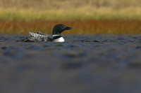 GND29