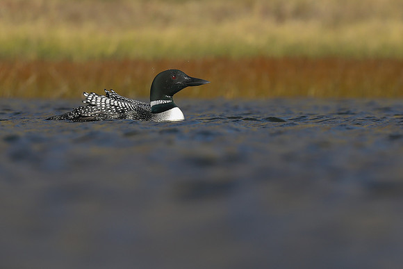 GND29