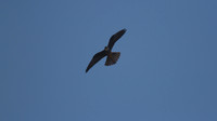 Eleanora's Falcon, Kensington Cliffs 2014