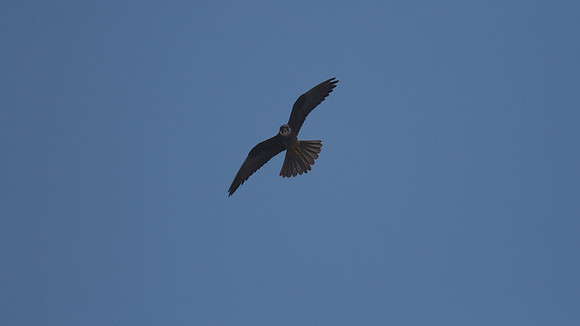 Eleanora's Falcon, Kensington Cliffs 2014