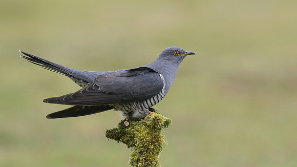 Common Cuckoo, Thursley Common, May 2017
