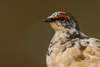 Grouse, Partridges and Pheasants