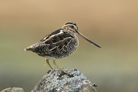 Snipe