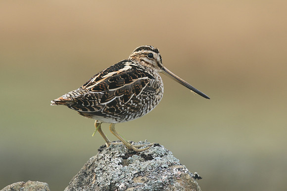 Snipe, Durham Dales, March 2019.