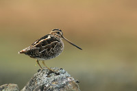 Snipe, Durham Dales, March 2019