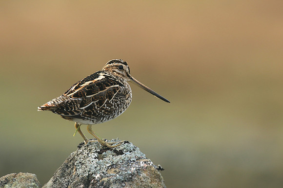 Snipe, Durham Dales, March 2019