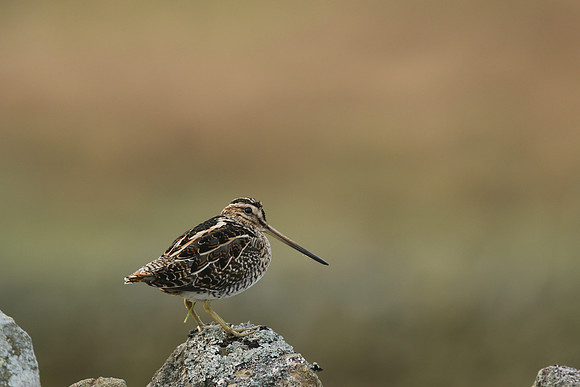 Snipe, Durham Dales, March 2019