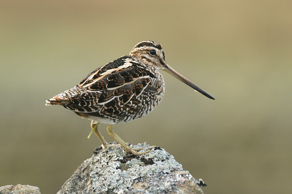 Snipe, Durham Dales, March 2019