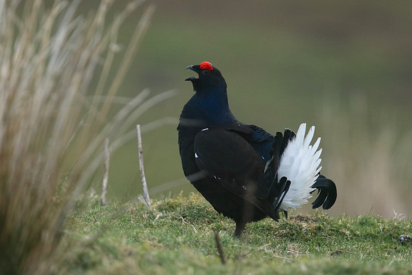 Black Grouse, Durham Dales, March 2019