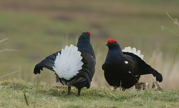 Black Grouse, Durham Dales, March 2019