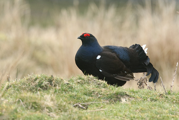 Black Grouse, Durham Dales, March 2019