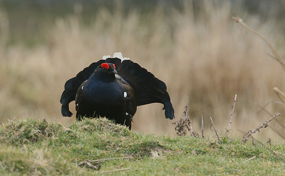 Black Grouse, Durham Dales, March 2019
