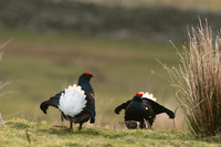 Black Grouse, Durham Dales, March 2019