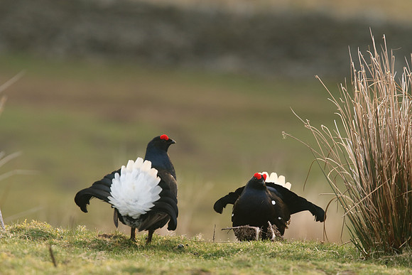 Black Grouse, Durham Dales, March 2019
