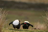 Black Grouse, Durham Dales, March 2019