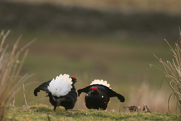 Black Grouse, Durham Dales, March 2019