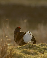 Black Grouse, Durham Dales, March 2019