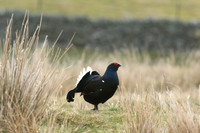 Black Grouse, Durham Dales, March 2019