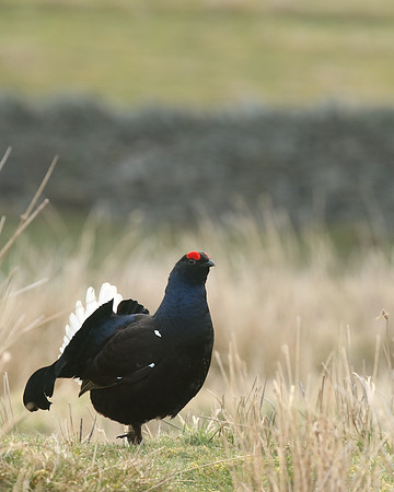 Black Grouse, Durham Dales, March 2019