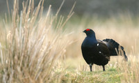 Black Grouse, Durham Dales, March 2019