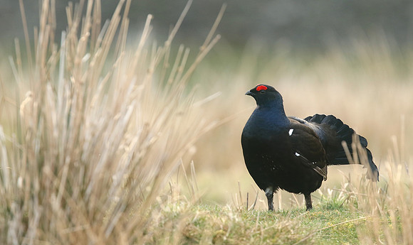 Black Grouse, Durham Dales, March 2019