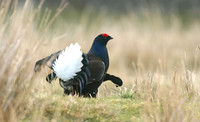 Black Grouse, Durham Dales, March 2019