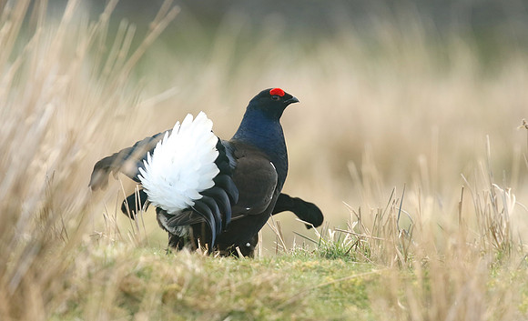 Black Grouse, Durham Dales, March 2019