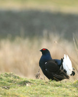 Black Grouse, Durham Dales, March 2019.