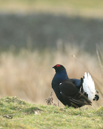 Black Grouse, Durham Dales, March 2019.
