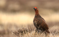 Red Grouse, Durham Dales, March 2019